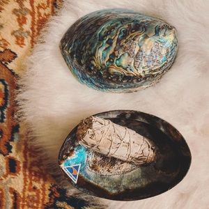 New Zealand Abalone Shells